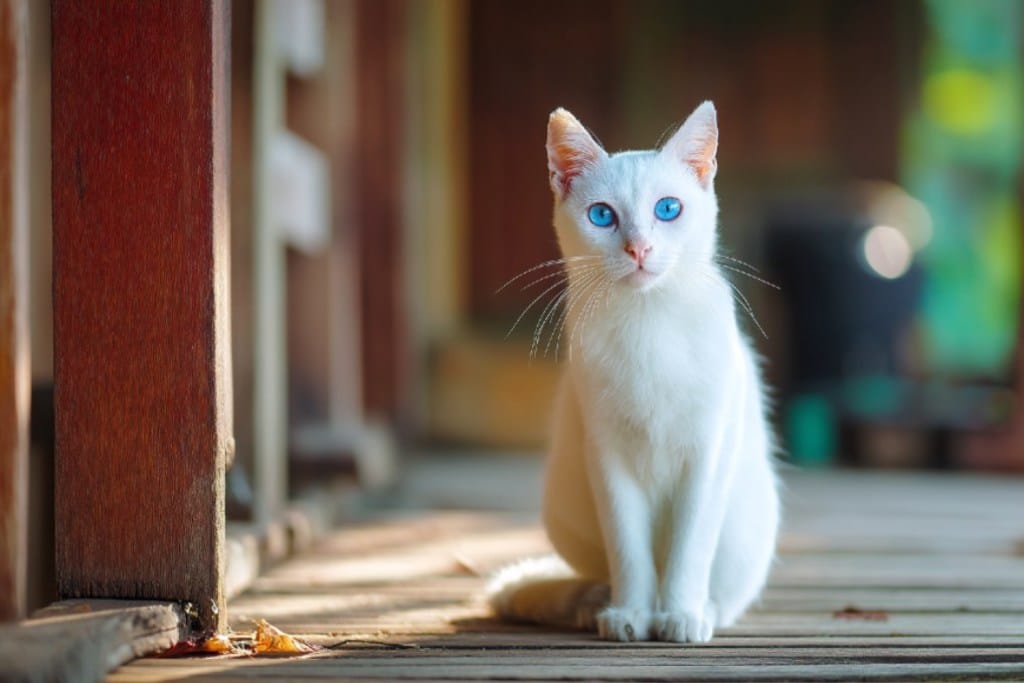 Kucing putih (Si Putih) dengan mata biru terang, kucing putih bermata biru sering memiliki masalah pendengaran.