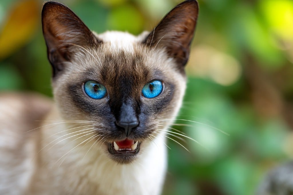 Kucing dengan ciri Siamese-like, memiliki warna point gelap pada wajah dan mata biru cerah.